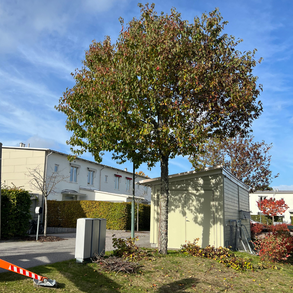 1aTrädbeskärning, Växjö, kronoberg 1000x1000