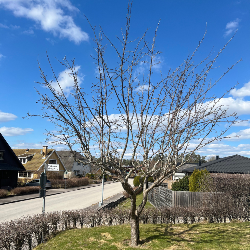 1a,Vårvinter beskärning, växjö, äppelträd, kronoberg 1000x1000