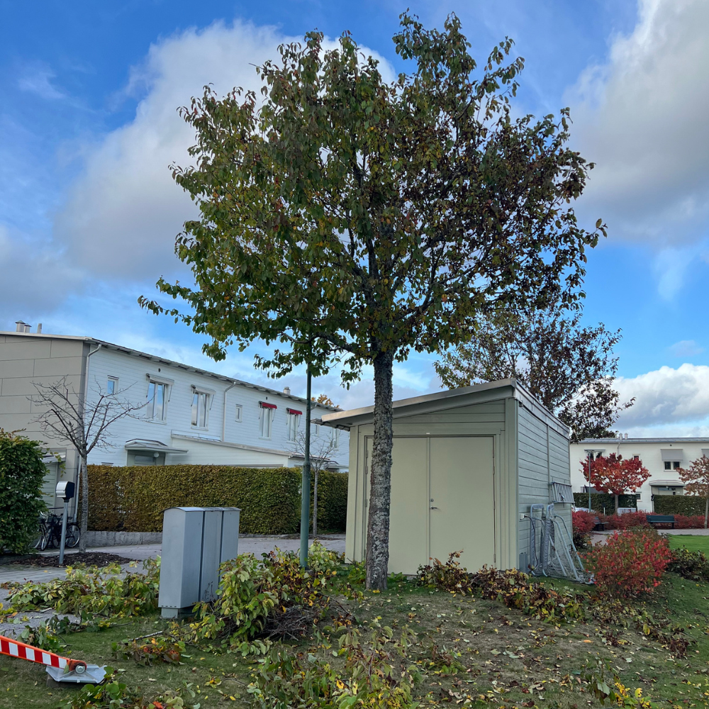 1bTrädbeskärning, Växjö, kronoberg 1000x1000