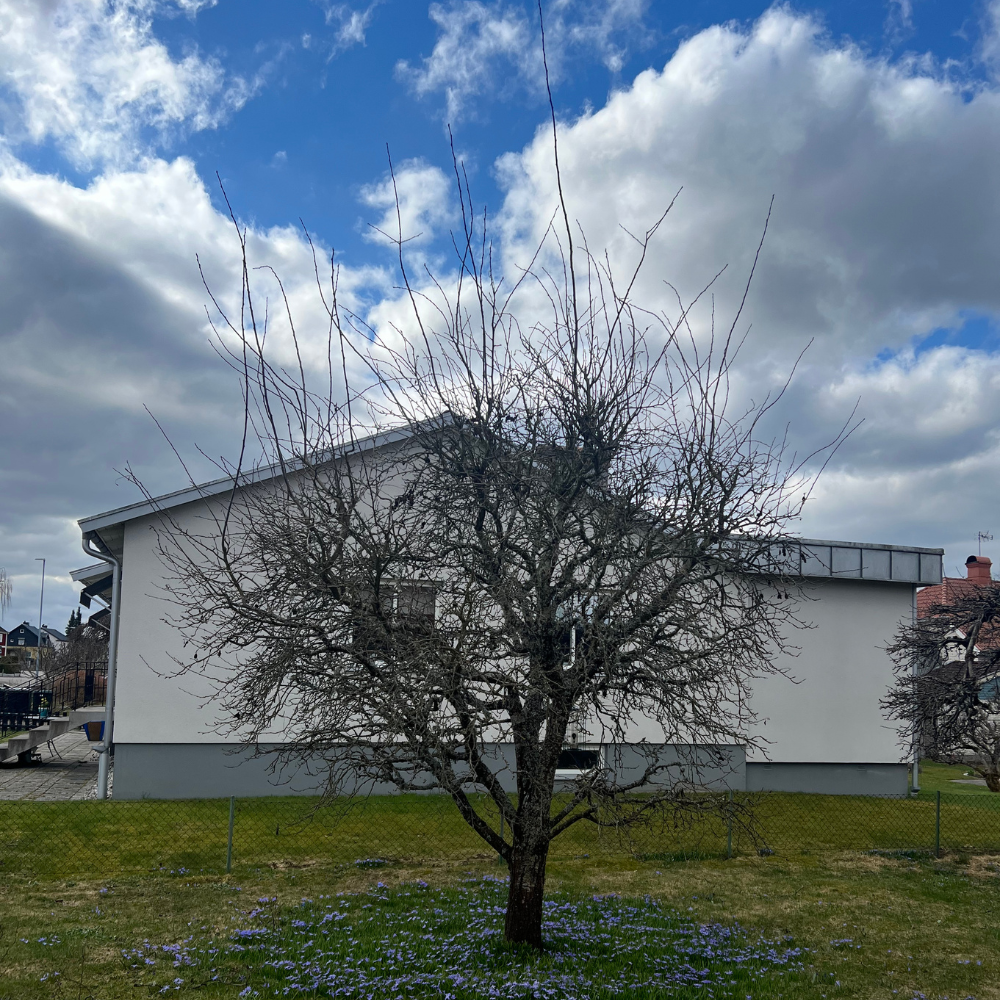 2a, Vårvinter beskärning, växjö, äppelträd, kronoberg 1000x1000
