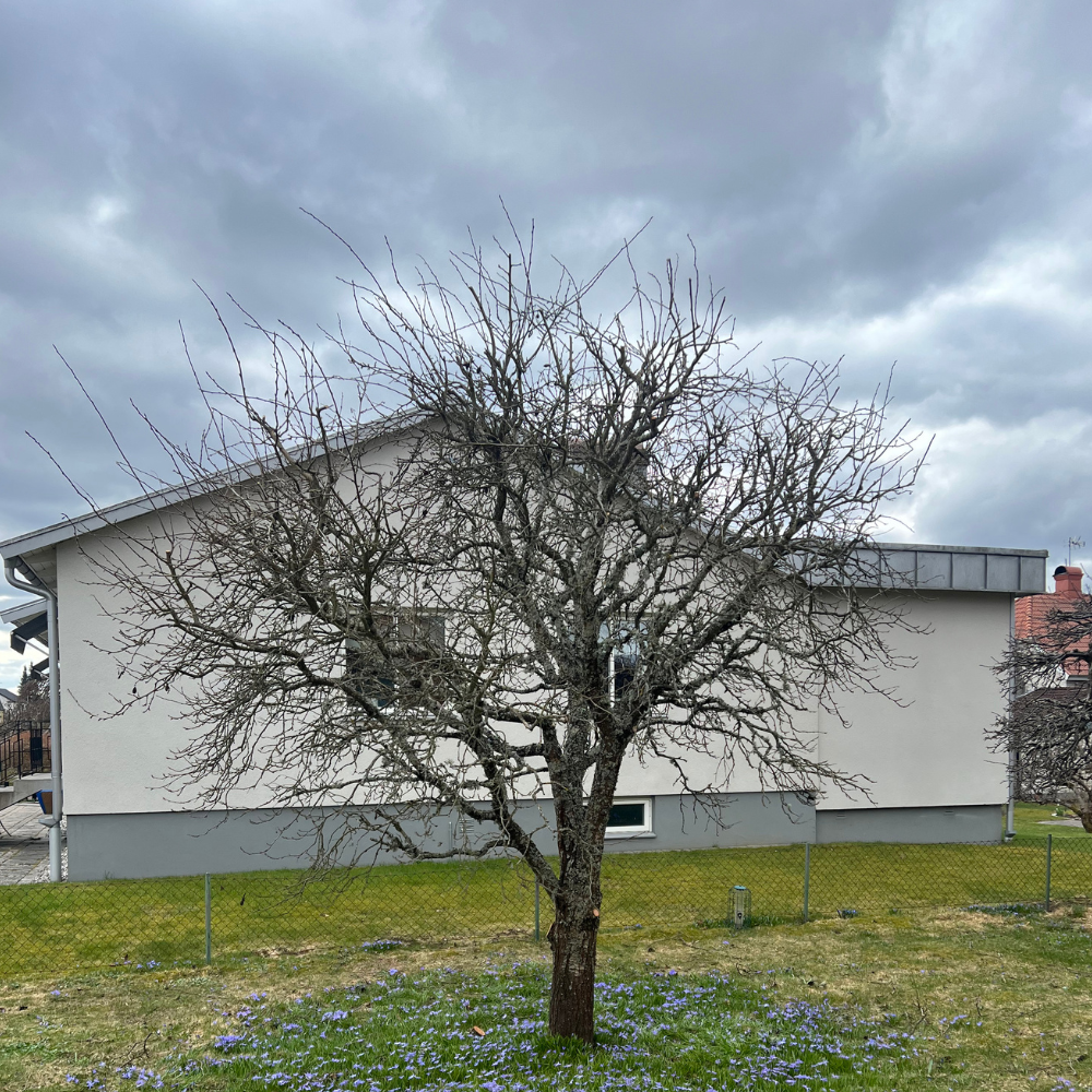 2b, Vårvinter beskärning, växjö, äppelträd, kronoberg 1000x1000