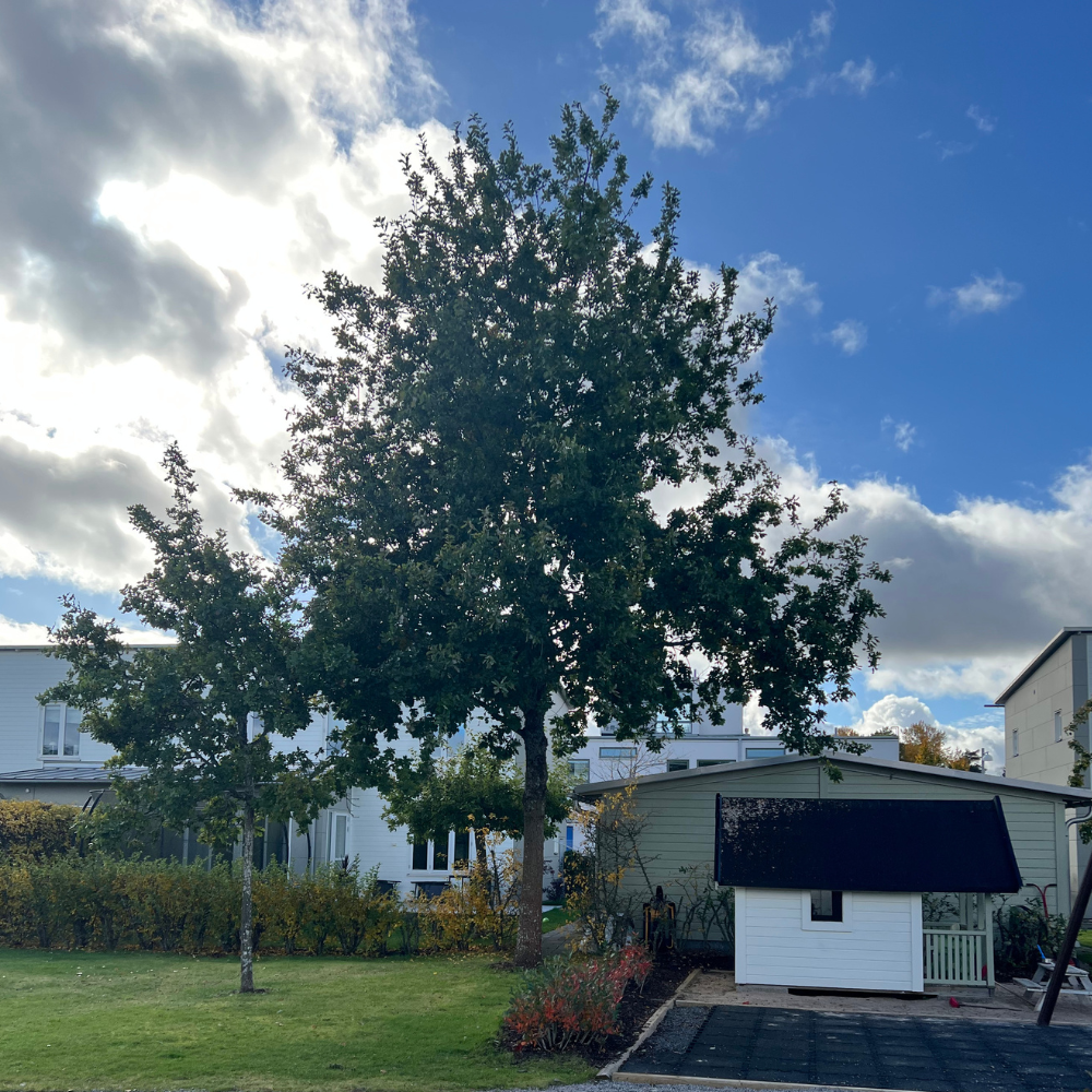 3aTrädbeskärning, Växjö, kronoberg 1000x1000