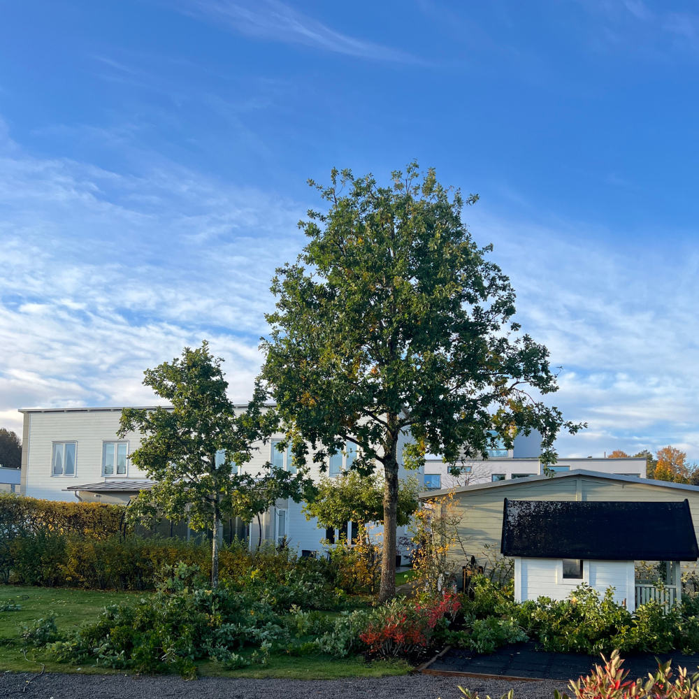 3b Trädbeskärning, Växjö, kronoberg 1000x1000