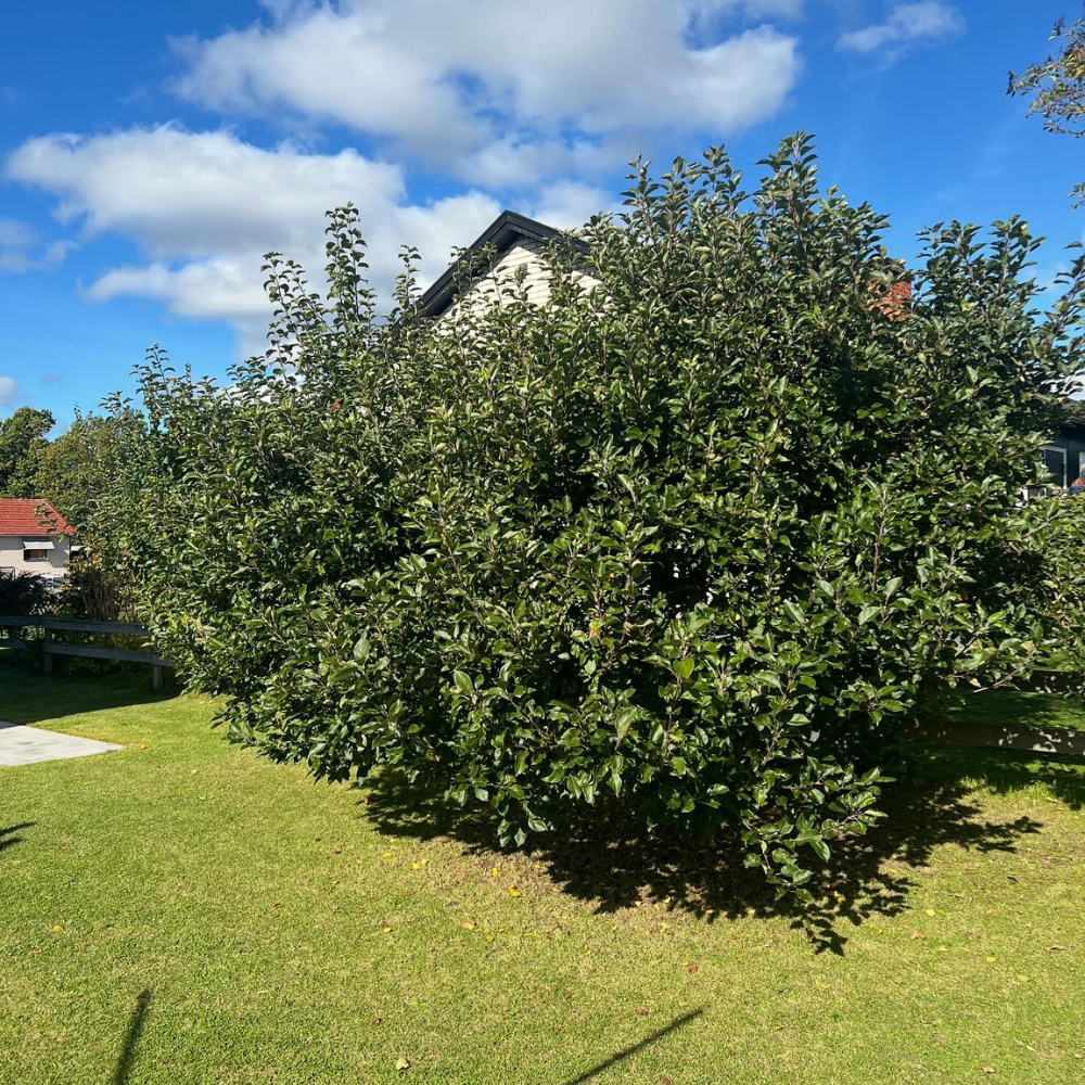 4a, Beskärning, JAS, växjö, äppelträd, kronoberg 1000x1000
