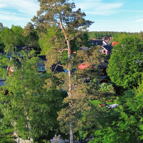 Trädfällning,växjö,kronoberg 500x500