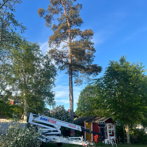 Trädfällning,växjö,kronoberg 500x500 2