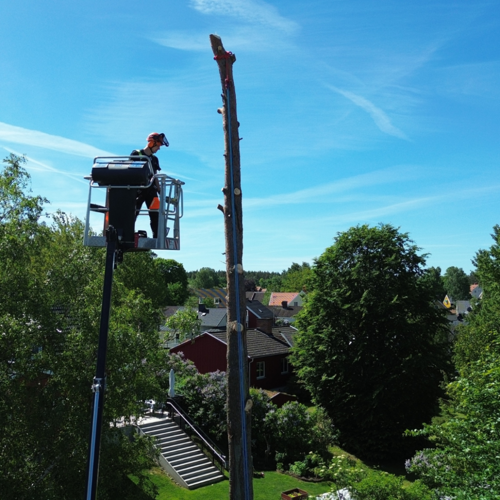 sektionfällning Växjö, Kronoberg 1054x1054